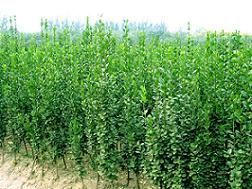 供應優質苗木與草花，青州振華苗木基地為您提供多樣化選擇