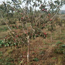 山西運城一卓苗木合作社 專業苗木供應服務商