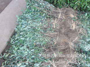 名界園林廠家常年供應灌木繡線菊——高品質苗木，專業指導價盡在農苗網