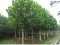 山東檉柳苗木供應 優質喬灌木綠化選擇，盡在597苗木網